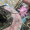 Avatar của Lương văn nghĩa